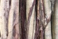 roots guadeloupe